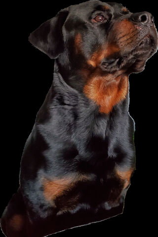 Majestic Rocko: The Regal Rottweiler 🐾✨