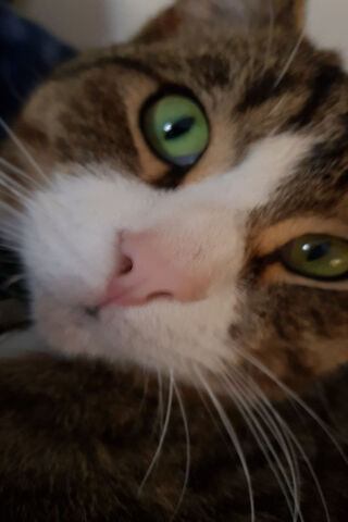 Purrfectly Plump: The Meal Cat Chronicles 🐾🍽️