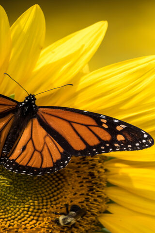 Majestic Monarch: Nature's Colorful Wonder 🦋🌻