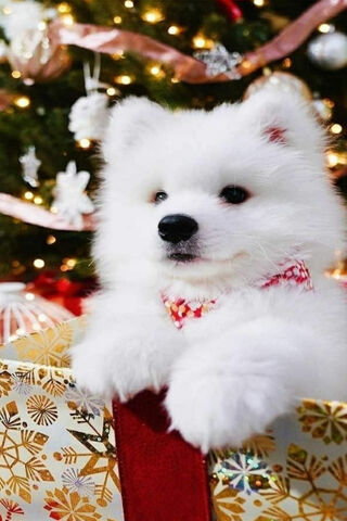 Pawsitively Adorable Gift 🎁🐾