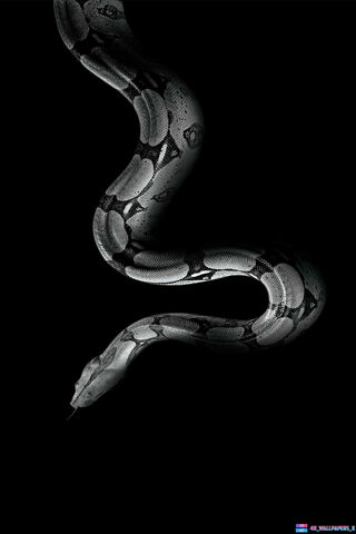 The Enigmatic Elegance of the Original Snake 🐍✨