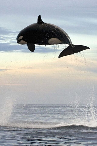 Majestic Leap of the Orca 🐋✨