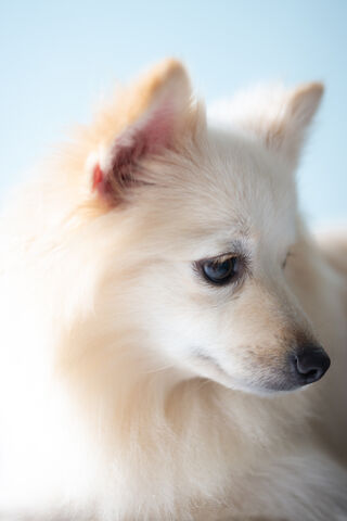 Fluffy Charm: The Pomeranian Delight 🐾✨