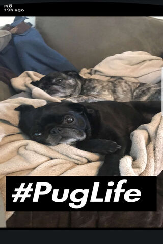 Cozy Pug Vibes 🐾✨