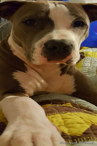 Charming Pitbull: The Loyal Companion 🐾❤️