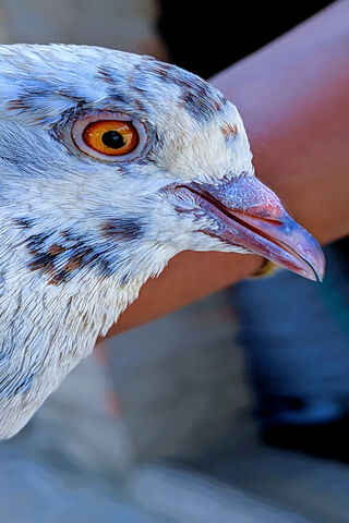 The Majestic Pigeon: Nature's Urban Companion 🕊️✨