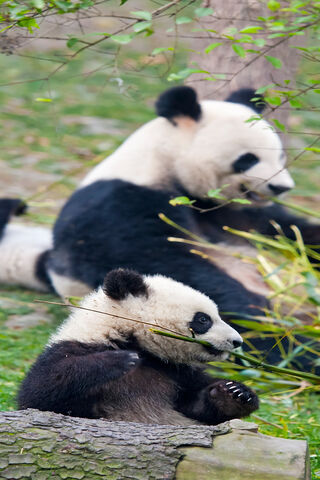 Panda Playtime: A Day in the Life of Adorable Giants 🐼💚