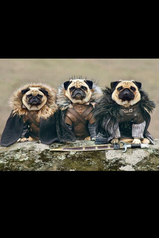 Pug Thrones: The Royal Canine Alliance 🐾👑