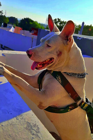 Playful Pitbull: A Day in the Sun! ☀️🐾