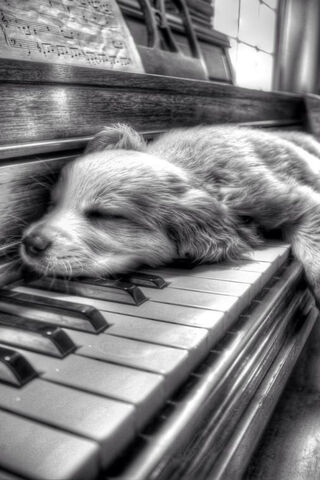 Melody of Dreams: The Sleeping Pup