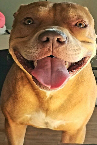 Pitbull Joy: The Happy ..
