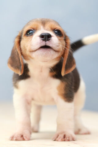 Adorable Beagle Pup: A Bundle of Joy! 🐶❤️