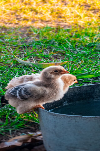 Pio Pio: The Chirpy Adventures of Baby Chicks! 🐥✨