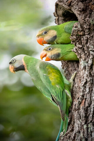 Parrots