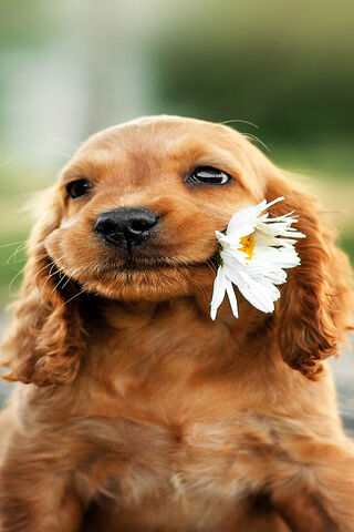 Puppy’s Floral Delight 🌼🐶