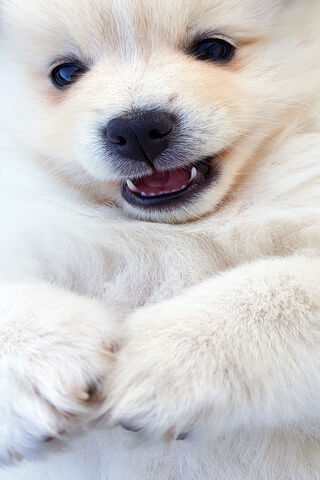 Fluffy Joy: The Polar Bear Puppy