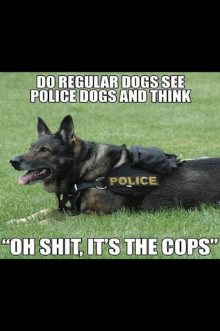 When Regular Dogs Meet the Law! 🐾🚔
