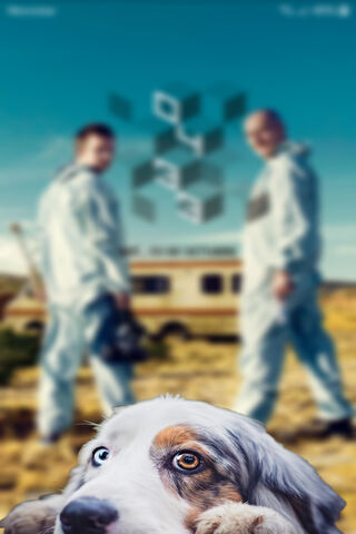 Perro: The Unlikely Star of the Desert