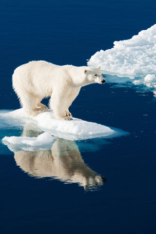 Polar Bear