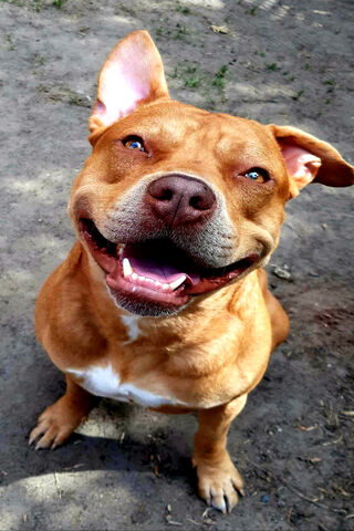 Joyful Pit Bull: A Heart of Gold! 🐾❤️