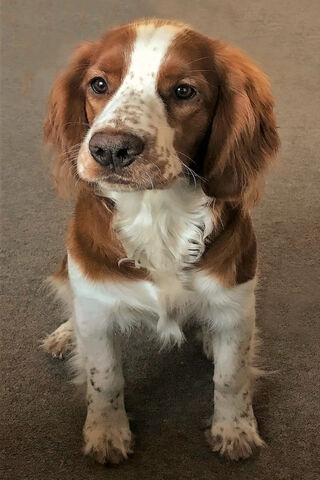 Puppy Love: The Adorable Companion 🐶❤️