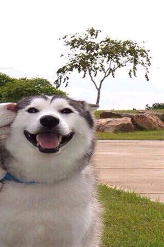 Joyful Paws: A Happy Moment