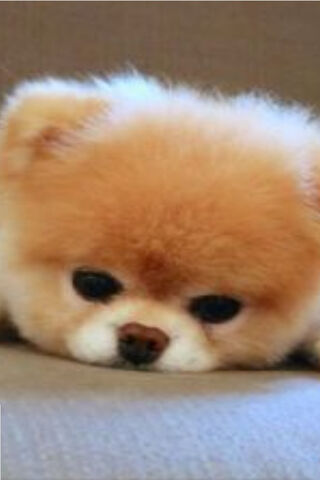 Adorable Little Pomeranian Pup 🐾