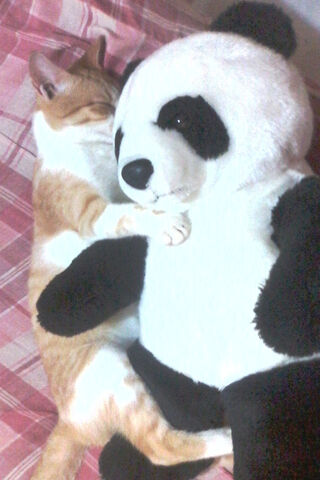 Panda Cat Hug