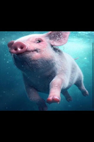 Swim with the Pigs! 🐷💦