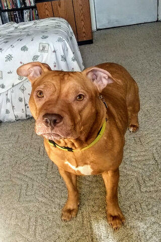 Pitbull Charm: The Loyal Companion 🐾❤️