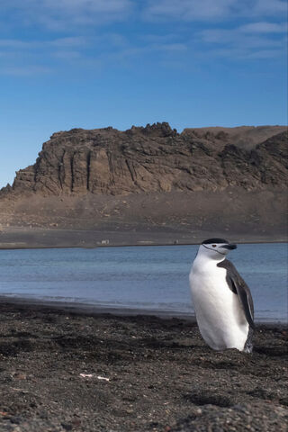 Penguin Paradise: A Coastal Adventure 🐧🌊