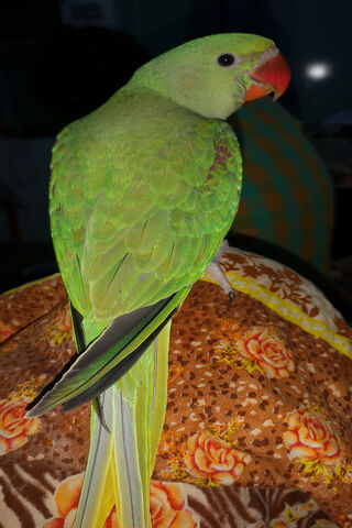 Parrot