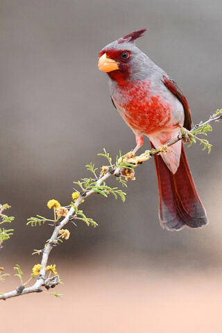 Crimson Majesty: The Red Bird in Nature 🐦❤️