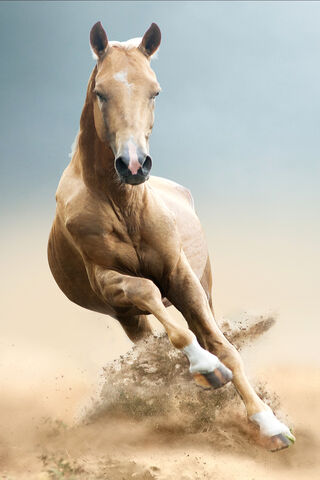 Galloping Grace: The Spirit of the Wild