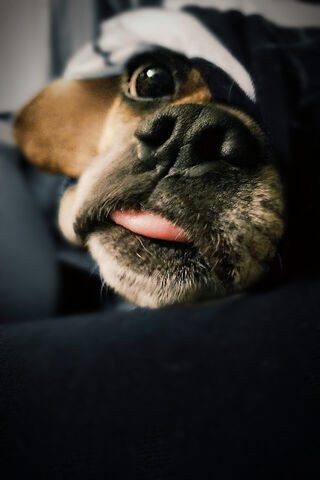 Rae-Baby: The Cozy Canine Cutie 🐶❤️