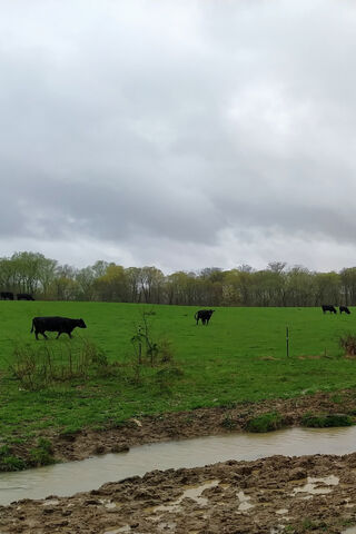 Pastures of Freedom 🌾🐄