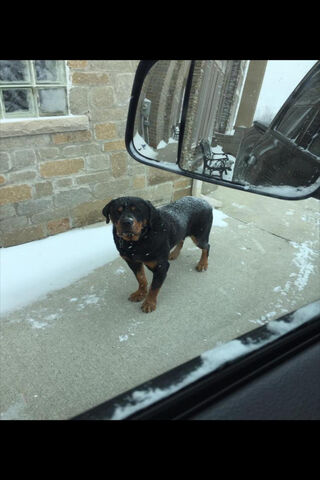 Rottweiler in the Snow: A Winter Watchdog 🐾❄️