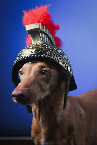 The Gladiator Pup: A Roman Adventure 🐾⚔️