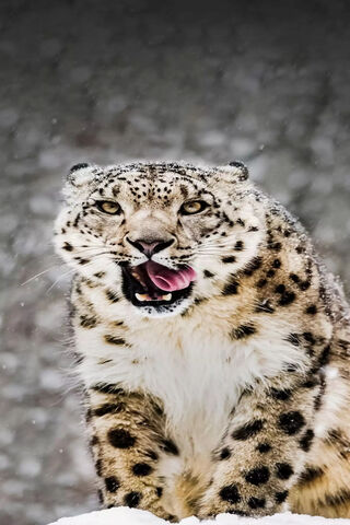 Snow Leopard-UHD