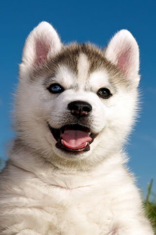 Siberian Husky Puppy