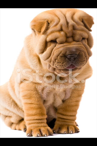 The Adorable Wrinkles of a Shar Pei 🐶✨