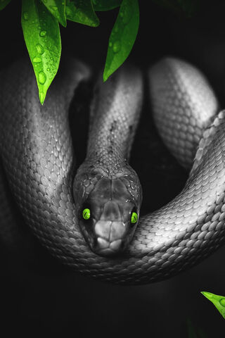 Emerald Gaze: The Serpiente's Secret