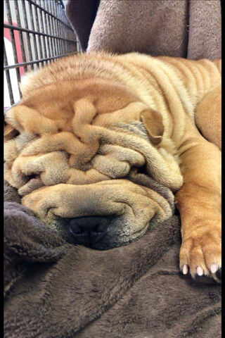 Snuggly Shar Pei: The Wrinkled Wonder 🐶✨