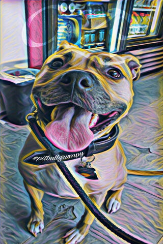 Joyful Moments with Sweet Pitbull 🐾❤️