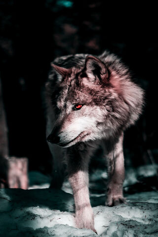 Mystical Snow Wolf: Guardian of the Winter Woods ❄️🐺