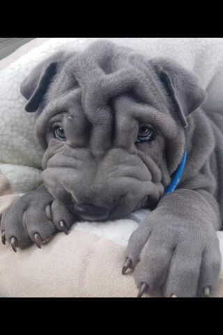 Adorable Wrinkles: The Charming Shar Pei 🐶