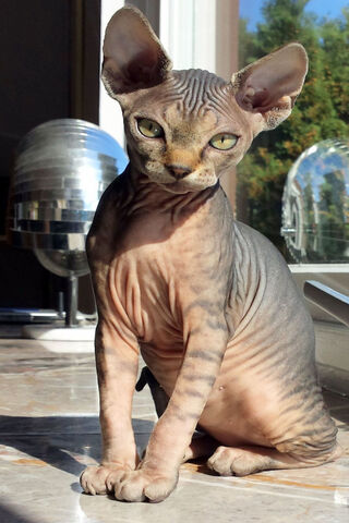 The Majestic Sphynx: A Feline Wonder 🐾✨