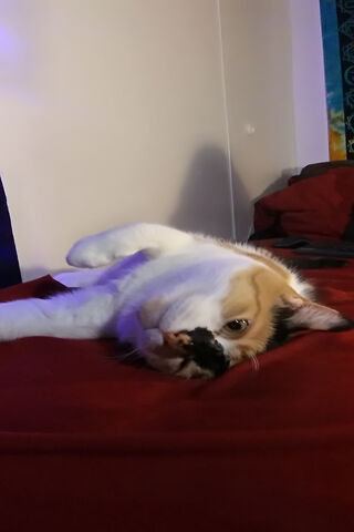 Silly Kitty's Playful Antics! 😸