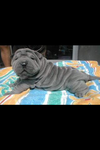 The Adorable Wrinkles of a Shar Pei 🐶✨