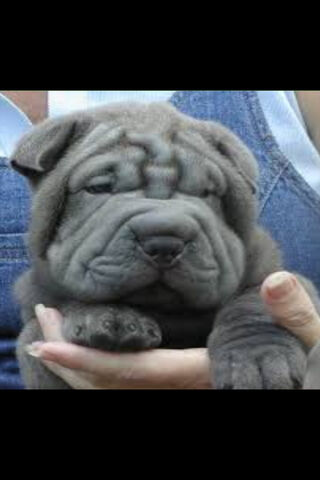 Adorable Shar Pei Puppy: Wrinkles of Joy! 🐶❤️